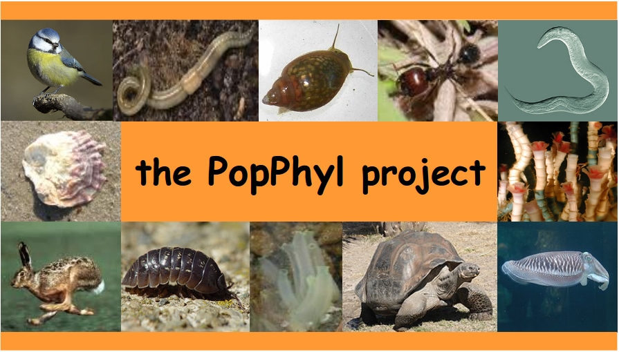 Popphyl Logo