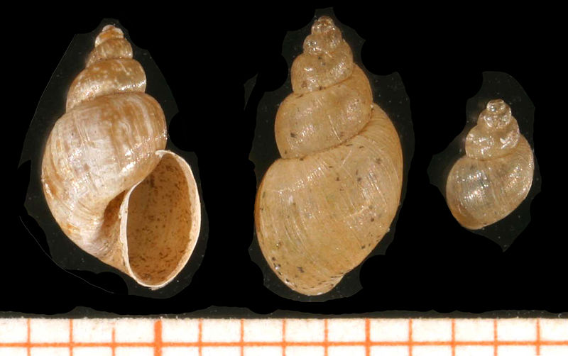 Artemia franciscana - Wikipedia